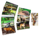 Развивающие карточки Умница Мир на ладошке На лесных тропинках 20112