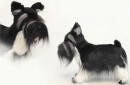 Мягкая игрушка собака Hansa Цвергшнауцер 45 см черный белый искусственный мех 57682